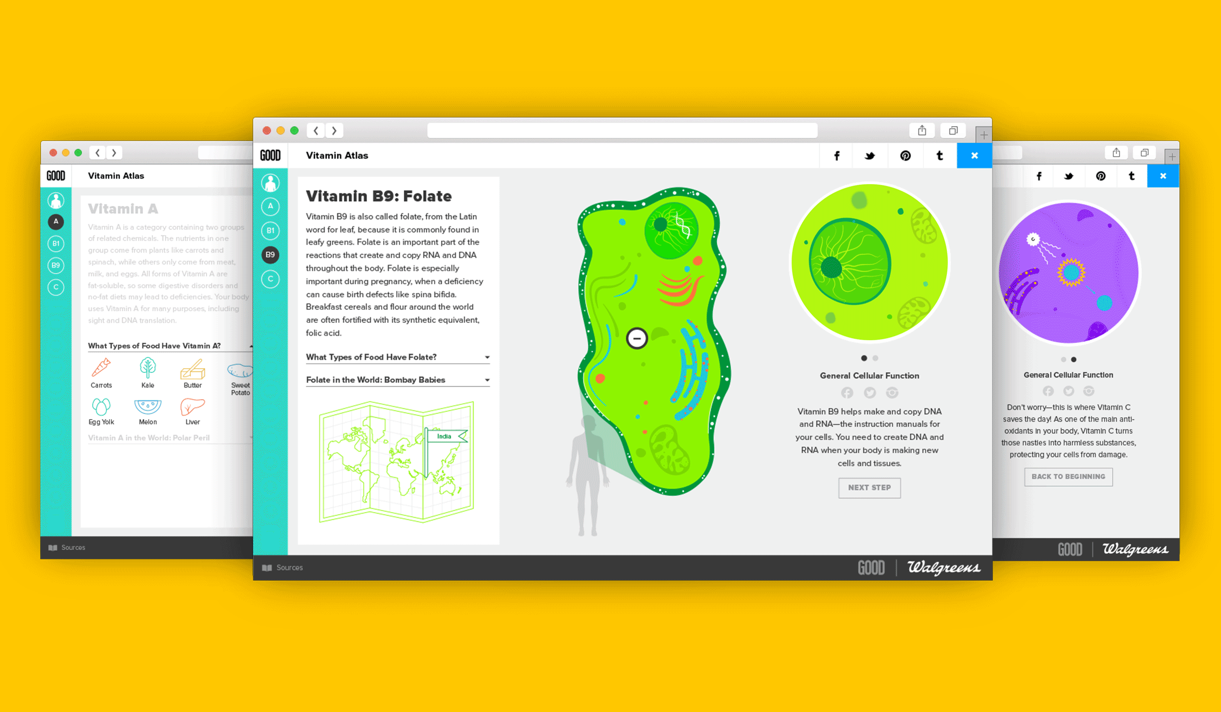 Three overlapping web pages displayed on a yellow background showcase informational content about vitamins, specifically Vitamin B9: Folate. The pages include text, diagrams, and illustrations of cellular functions and anatomical effects related to Folate.
