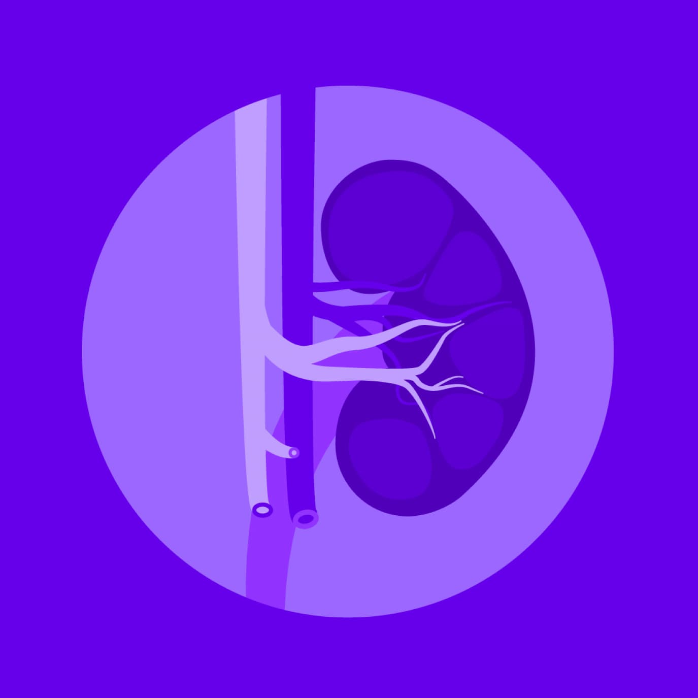 Illustration of a kidney with surrounding blood vessels in shades of purple. The image displays the kidney's internal structure and its connections to the vascular system inside a circular frame.