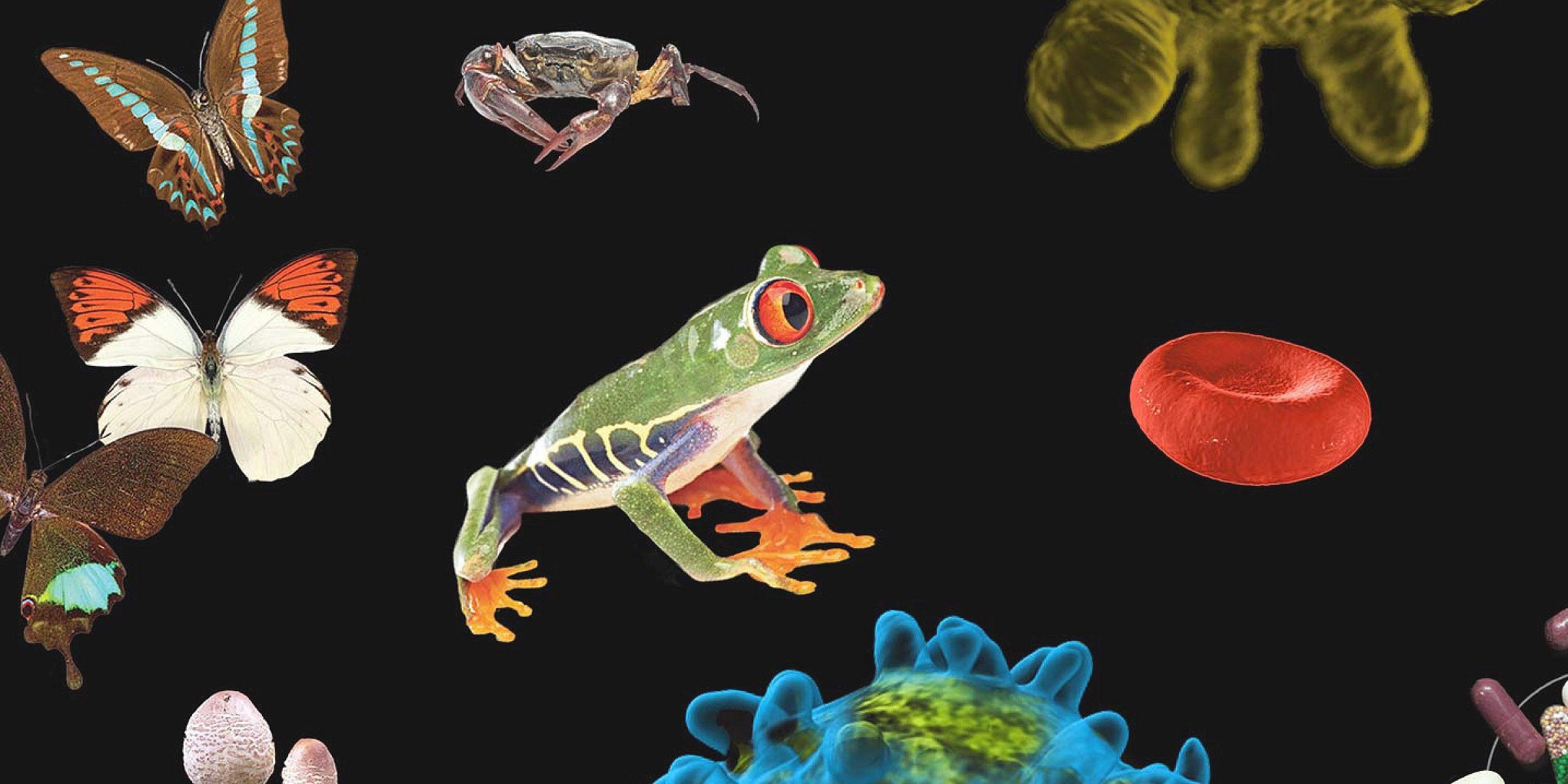 A collage of various biological elements against a black background, including a brightly colored frog, butterflies, a crab, mushrooms, a red blood cell, a blue virus, and other microscopic structures and pills.