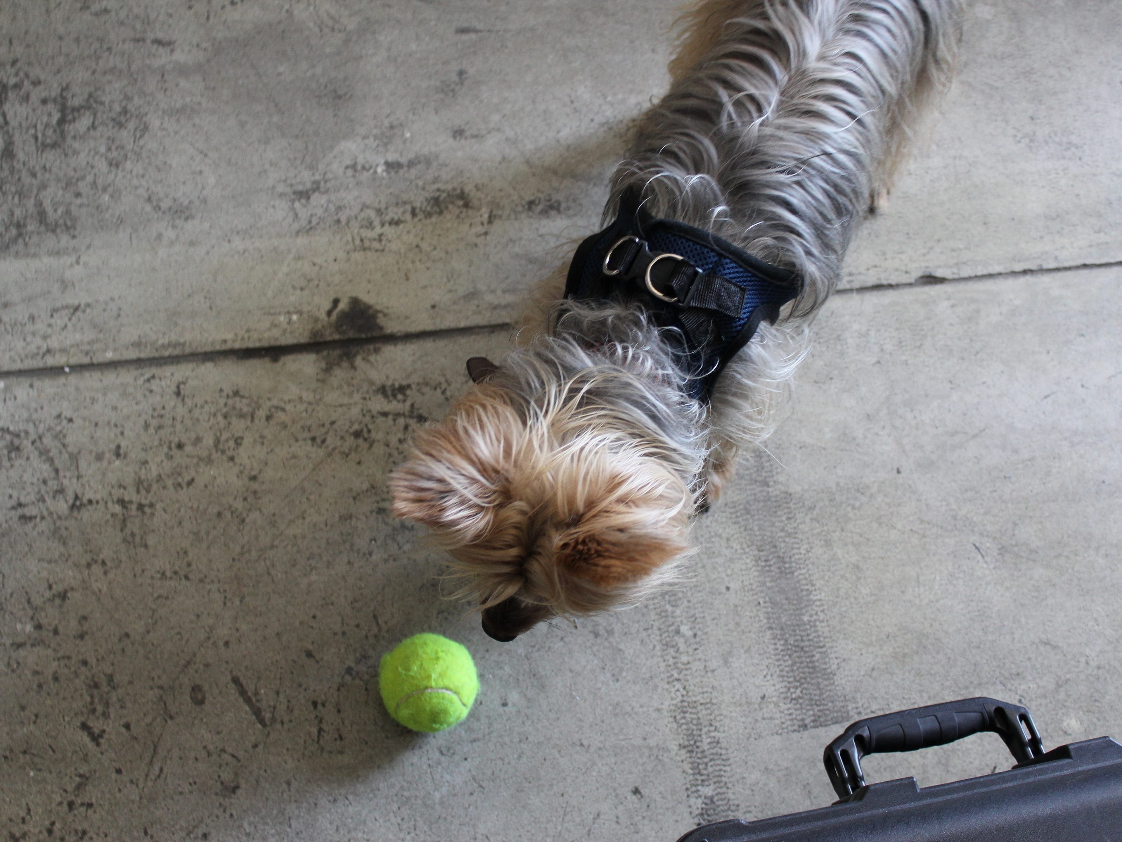 A small, fluffy dog with a harness sniffs a yellow tennis ball on a concrete floor. A black suitcase handle is visible in the bottom right corner of the image.