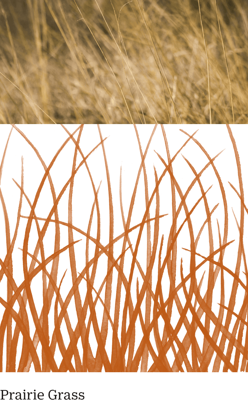 Close-up of tall, dry prairie grass in the top half and an abstract brown grass illustration on a black background in the bottom half. Text reads "Prairie Grass.