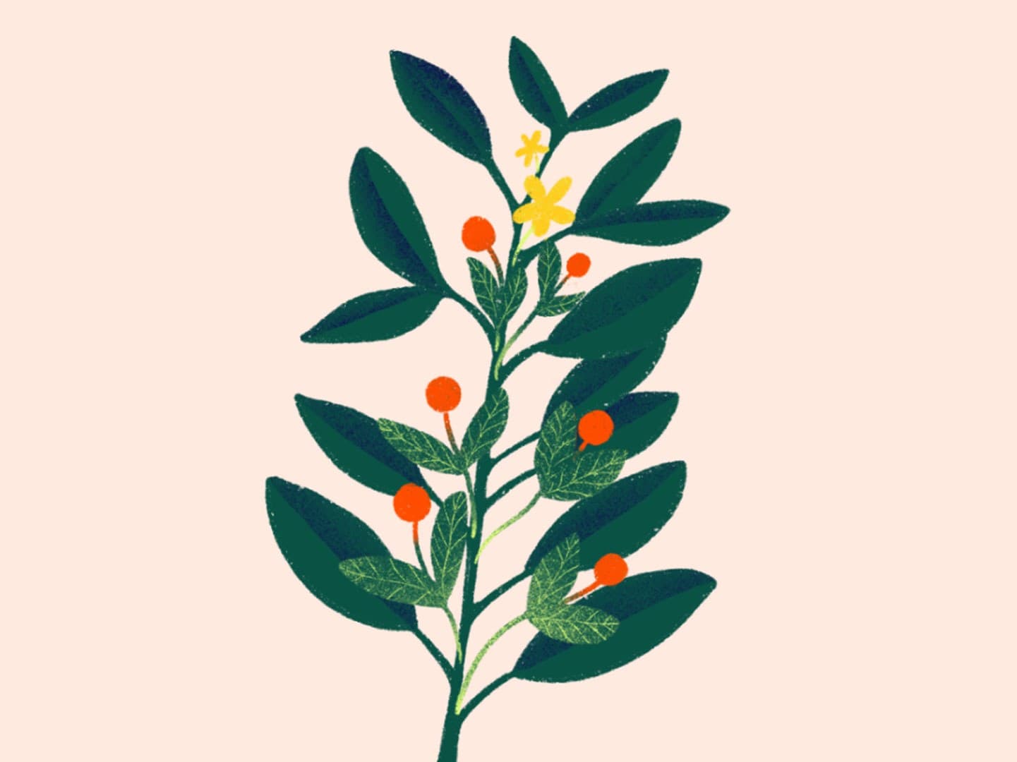 Illustration of a leafy green plant with clusters of red berries and small yellow flowers, set against a plain beige background.